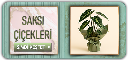 Sevgiliye Çiçek Gönder, Gül Çeşitleri, Doğum Günü Çiçekleri